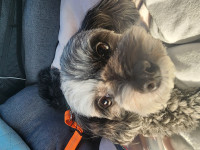 こゆたん @gon.704 ロゴ