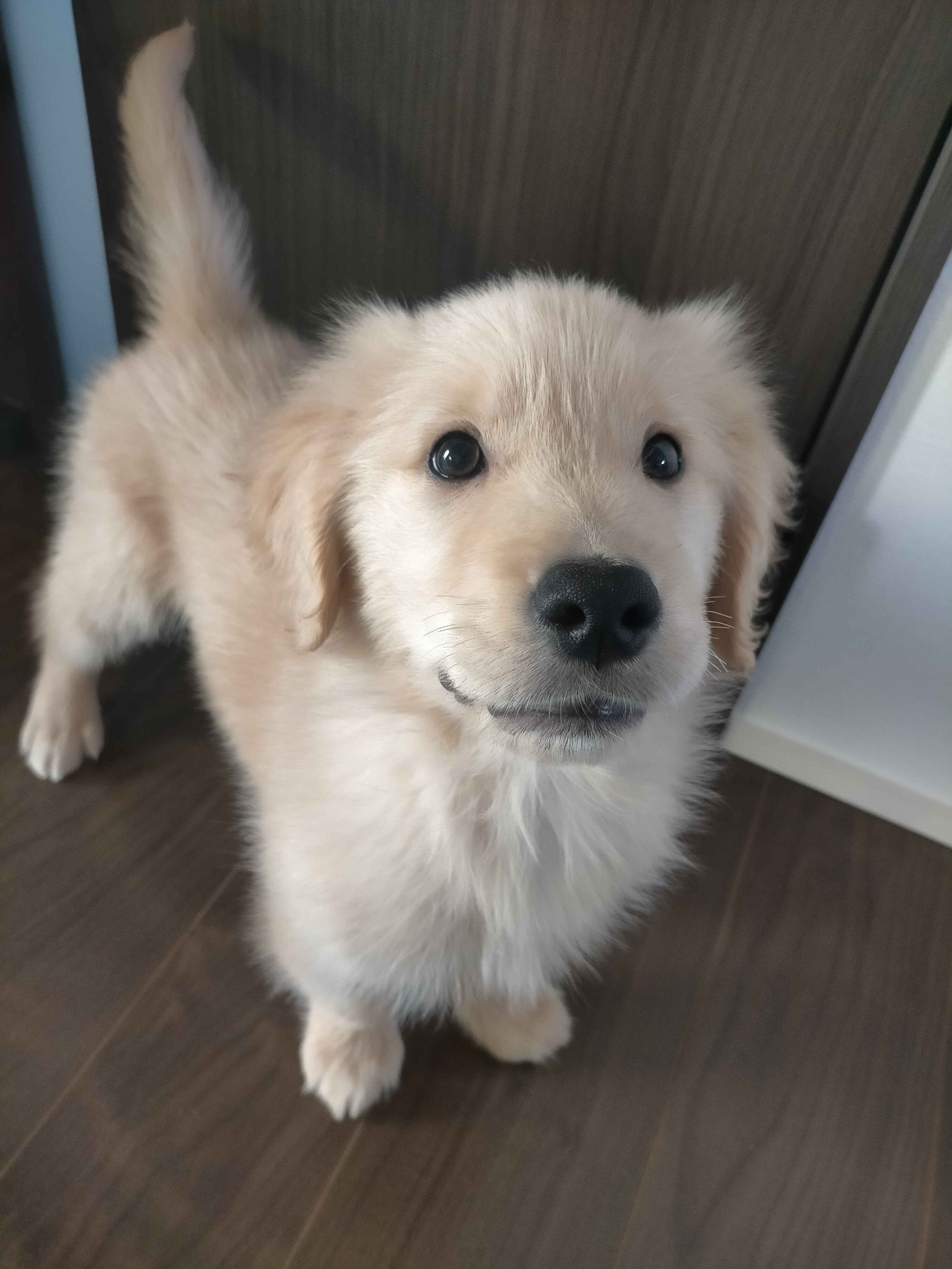 それいけリースくん ロゴ